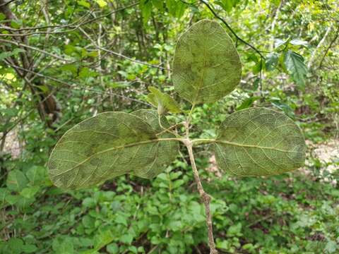 Image de Karomia macrocalyx (Baker) R. Fern.