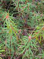 Imagem de Rhododendron tomentosum (Stokes) Harmaja