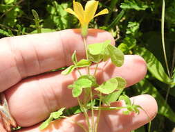 Image of Suksdorf woodsorrel