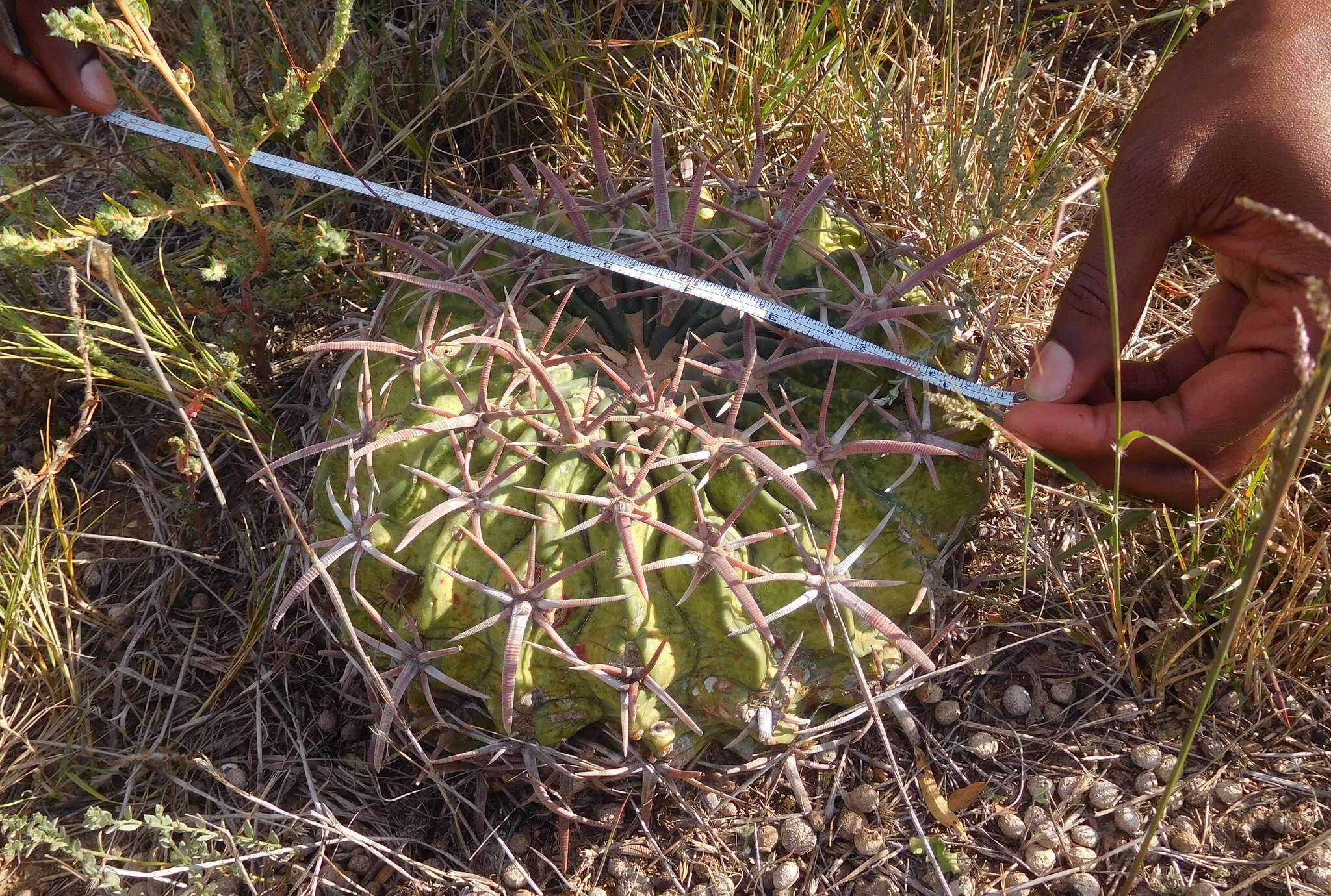 Image of Horse Crippler Cactus