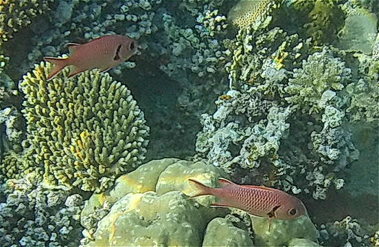 Image of Big-eye Soldierfish