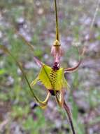 Image of Fringed mantis orchid