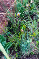 Image de Afroaster perfoliatus (Oliv.) J. C. Manning & Goldblatt