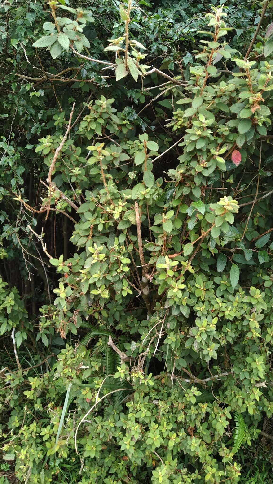 Image of Rhododendron oldhamii Maxim.