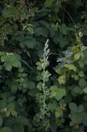 Plancia ëd Chenopodium opulifolium Schrader