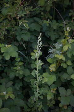 Image of Grey Goosefoot