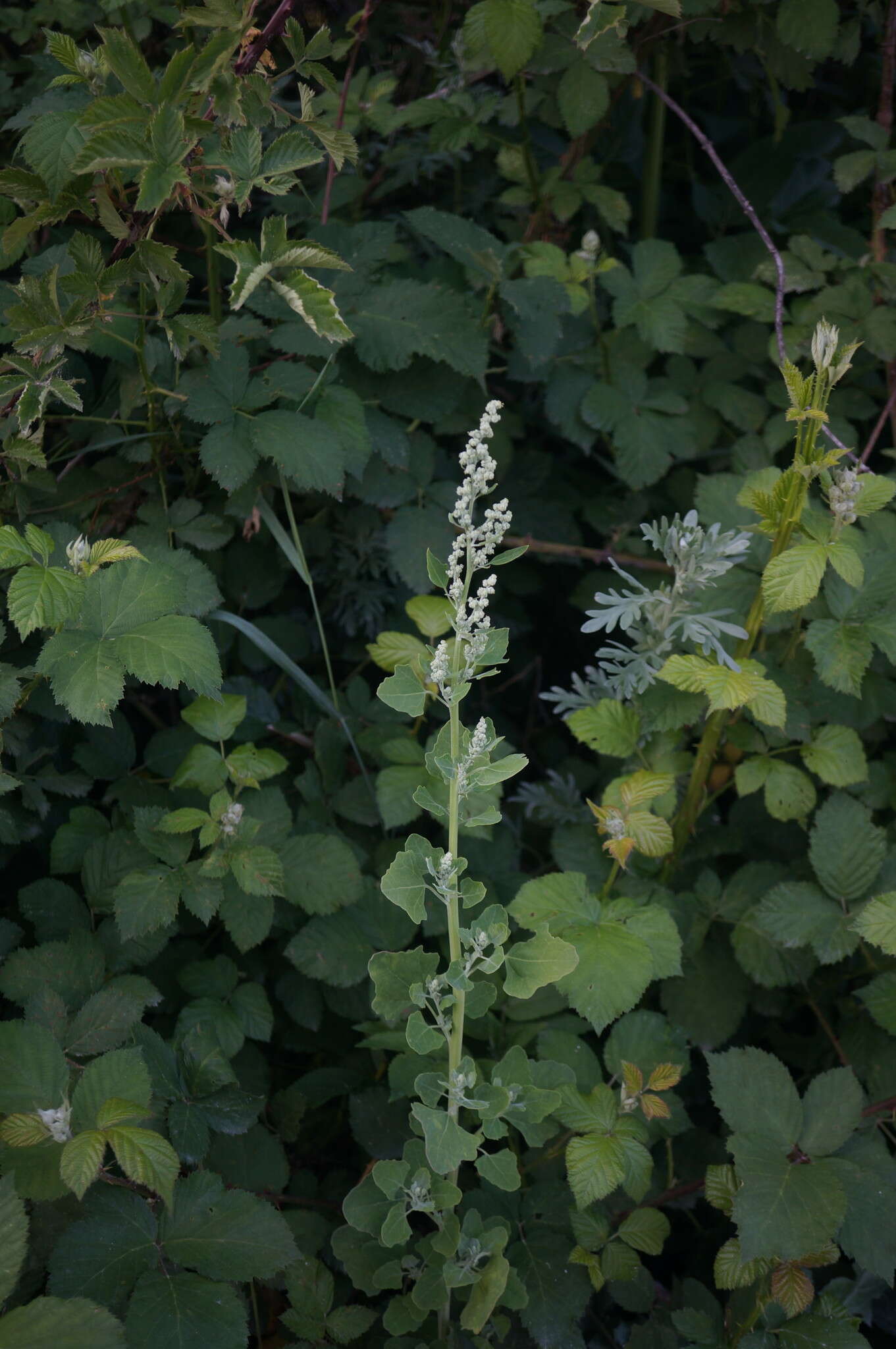 Plancia ëd Chenopodium opulifolium Schrader