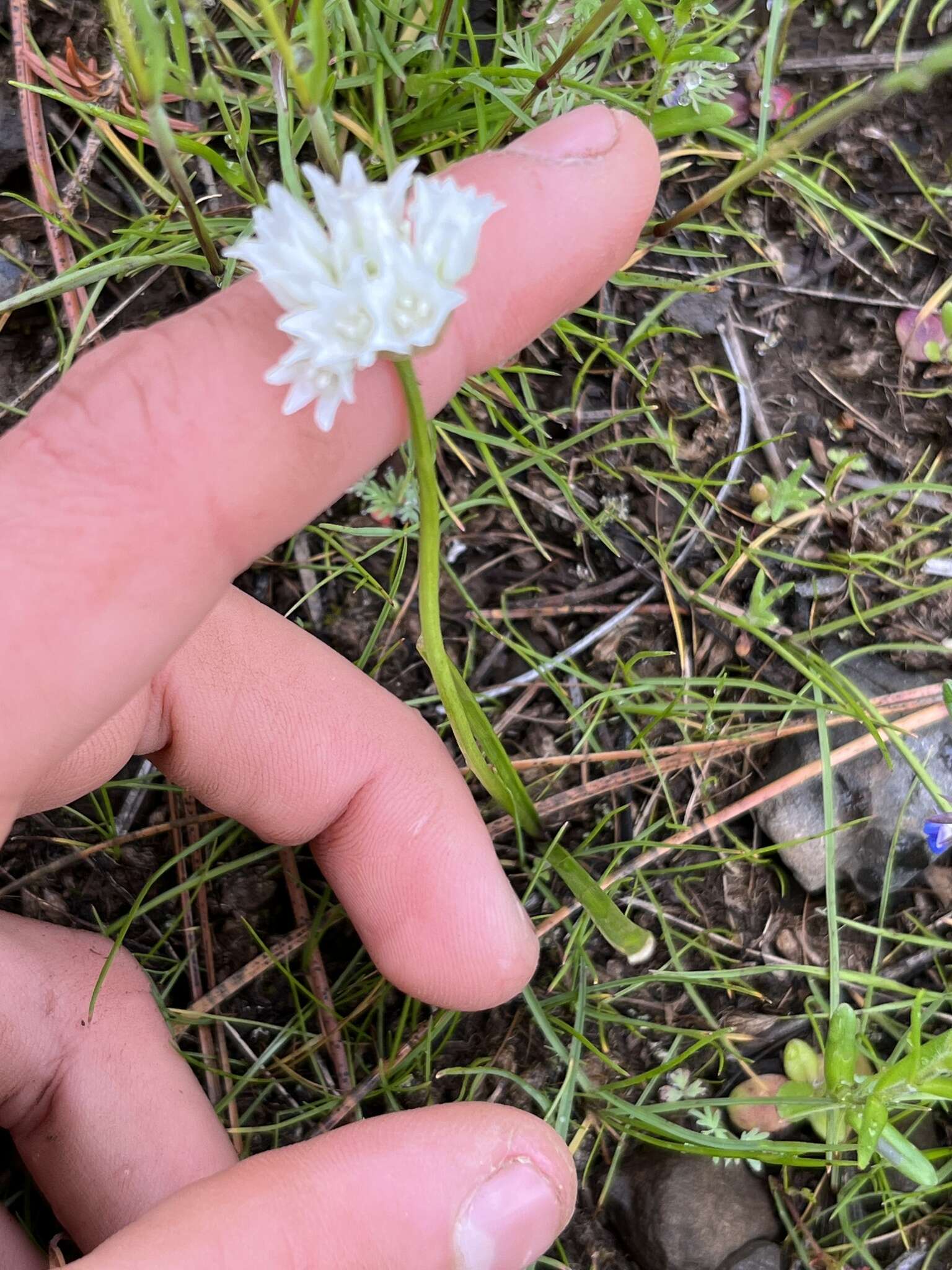 Allium fibrillum M. E. Jones的圖片