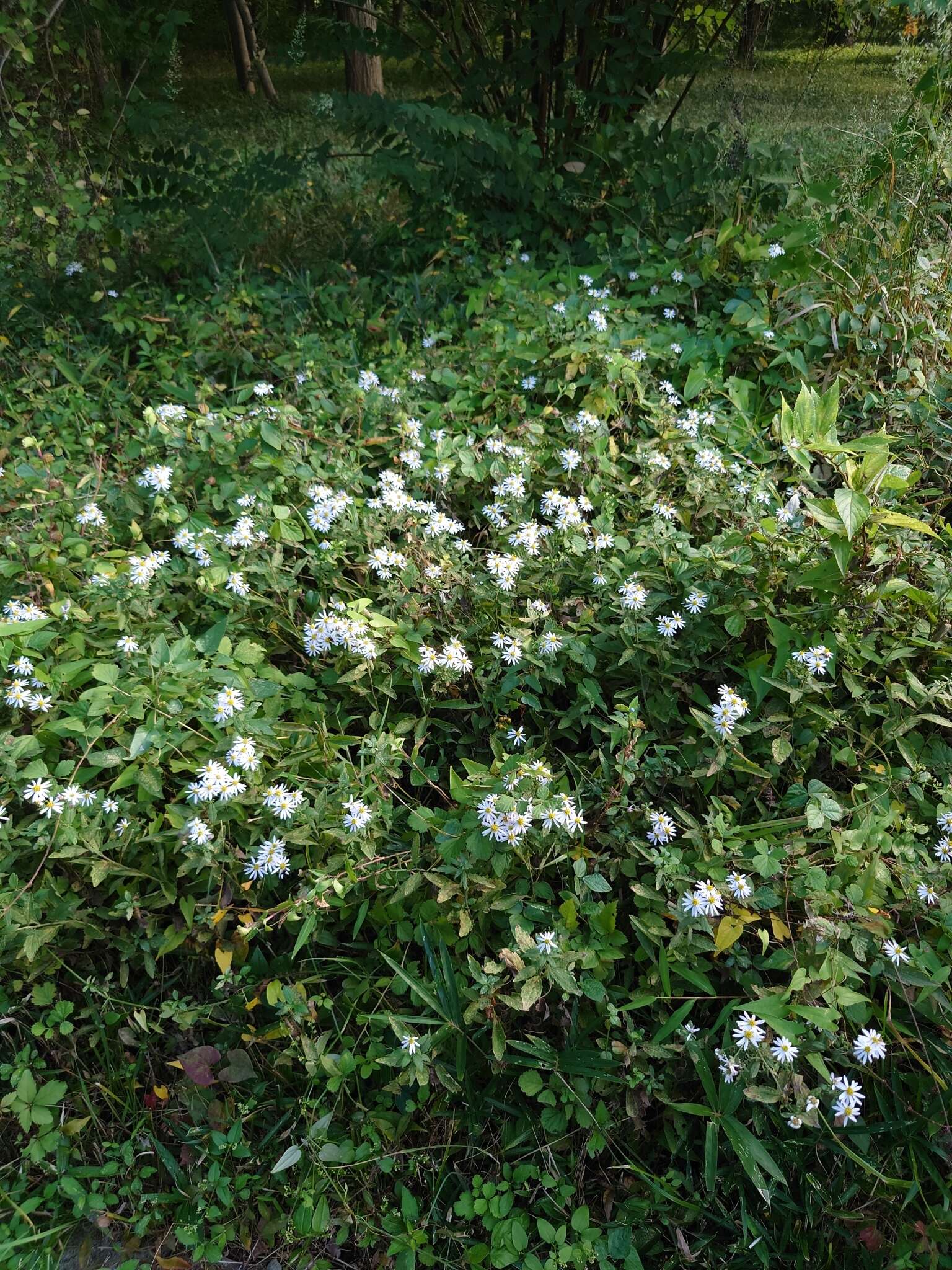 Image of Aster ovatus var. microcephalus (Miq.) Mot. Ito & A. Soejima