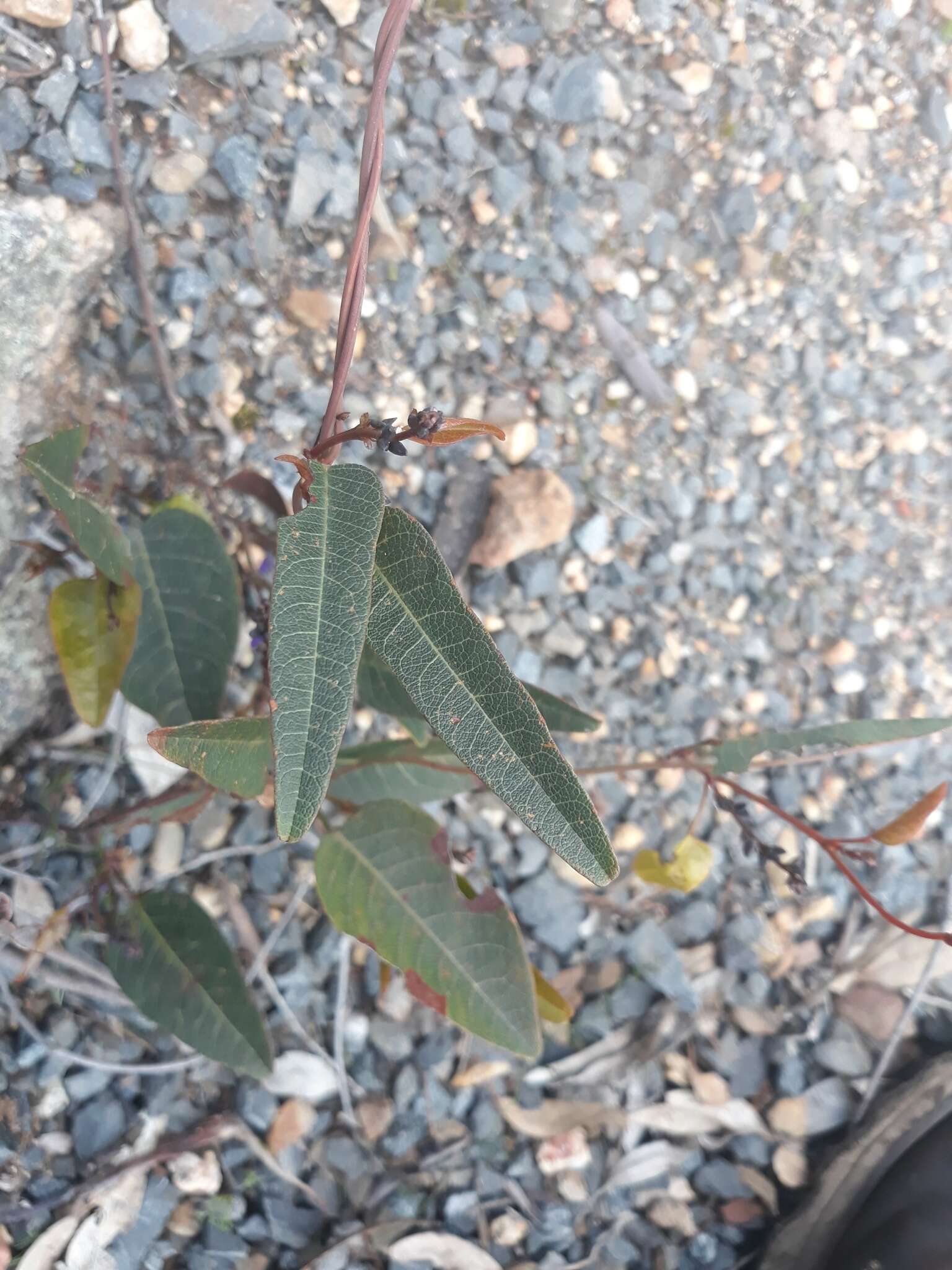 Hardenbergia violacea (Schneev.) Stearn resmi