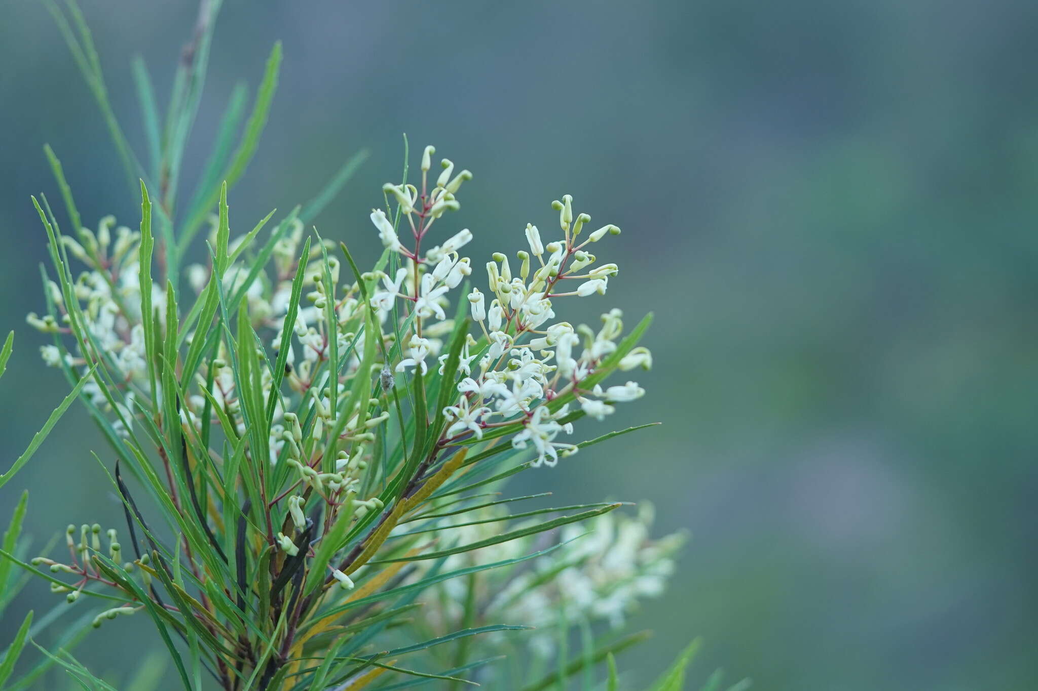 Image de Lomatia myricoides (C. F. Gaertner) Domin