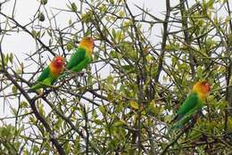 Image of Fischer's Lovebird