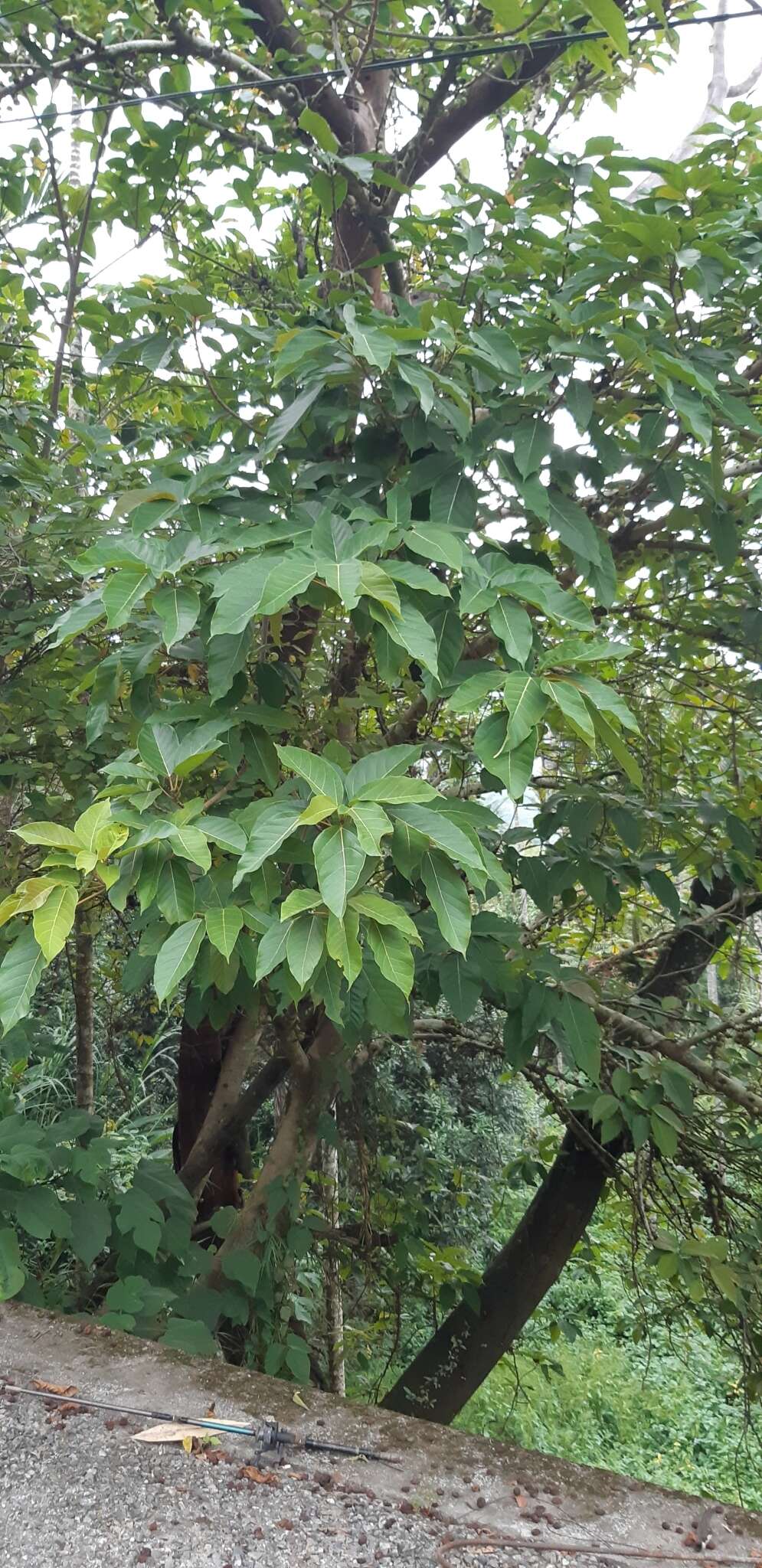 Image of Ficus variegata Bl.