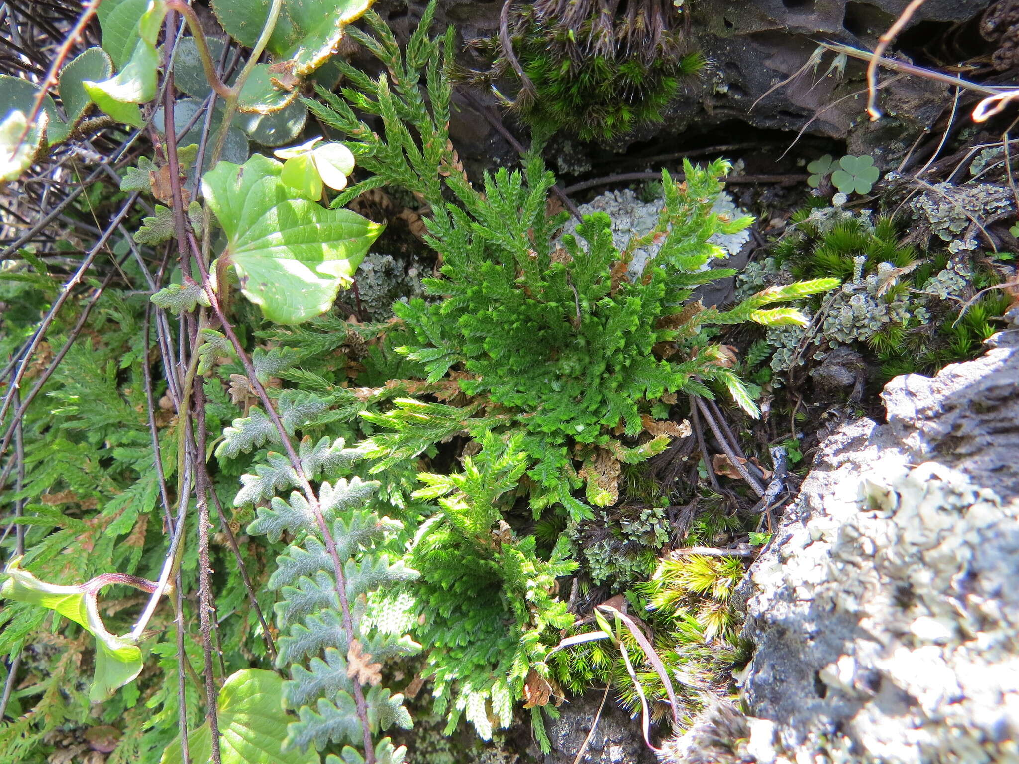 Selaginella lepidophylla (Hook. & Grev.) Spring resmi