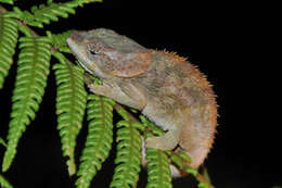 Image of Short-horned Chameleon