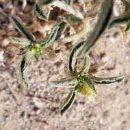 Image of California silverbush