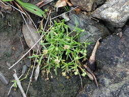 Plancia ëd Spergularia tasmanica (Kindb.) L. G. Adams