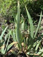 Image of Iris glaucescens Bunge