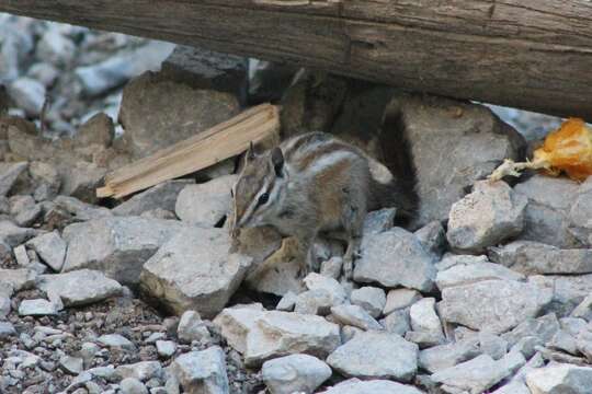 Image of Palmer’s Chipmunk