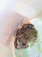 Image of Swat Green Toad