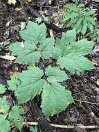 Image of Appalachian bugbane