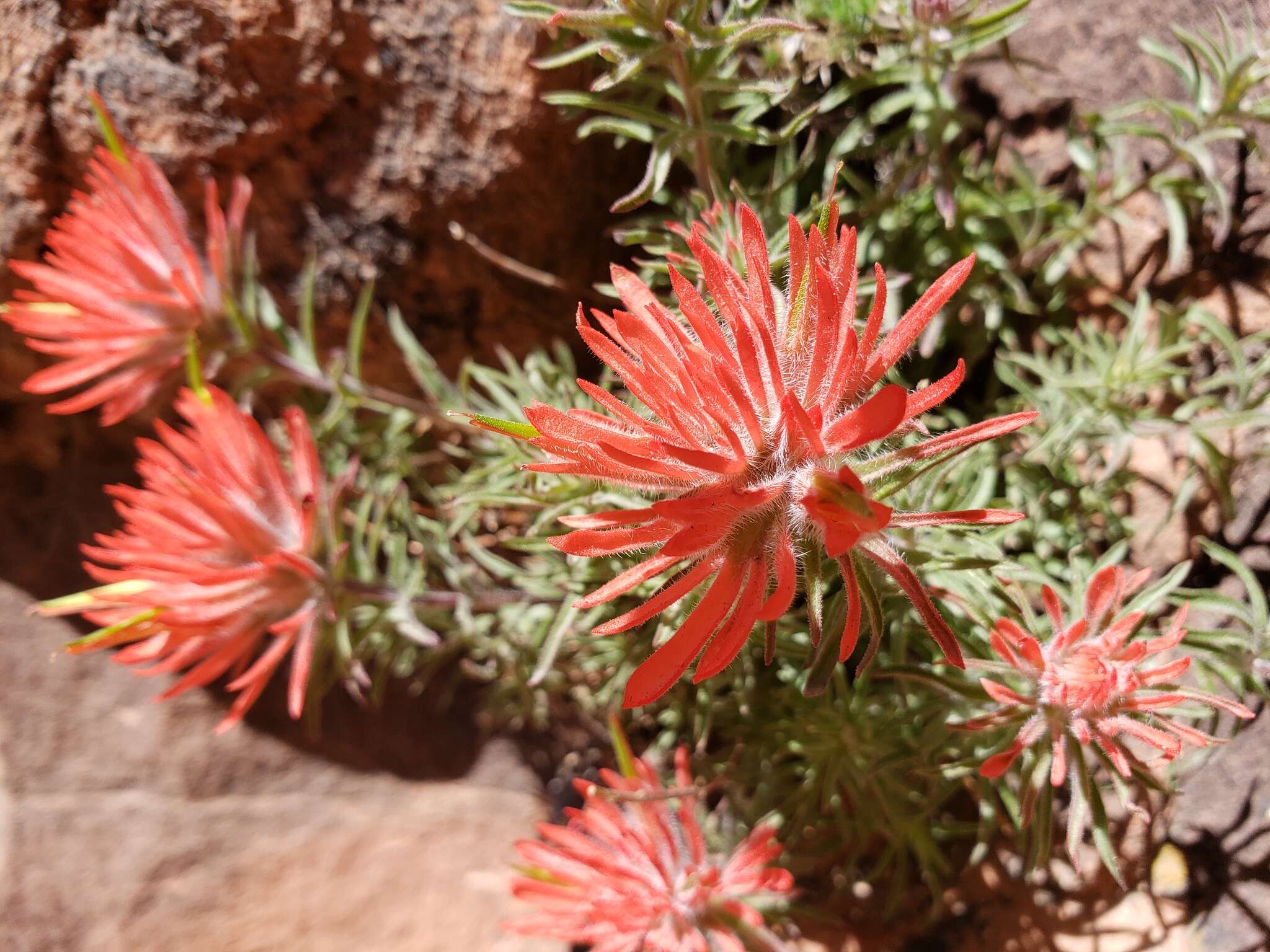 Image de Castilleja scabrida Eastw.