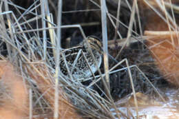 Gallinago nigripennis nigripennis Bonaparte 1839 resmi