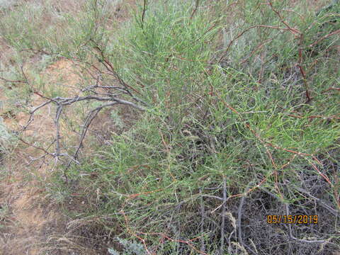 Image of Calligonum aphyllum (Pall.) Guerke