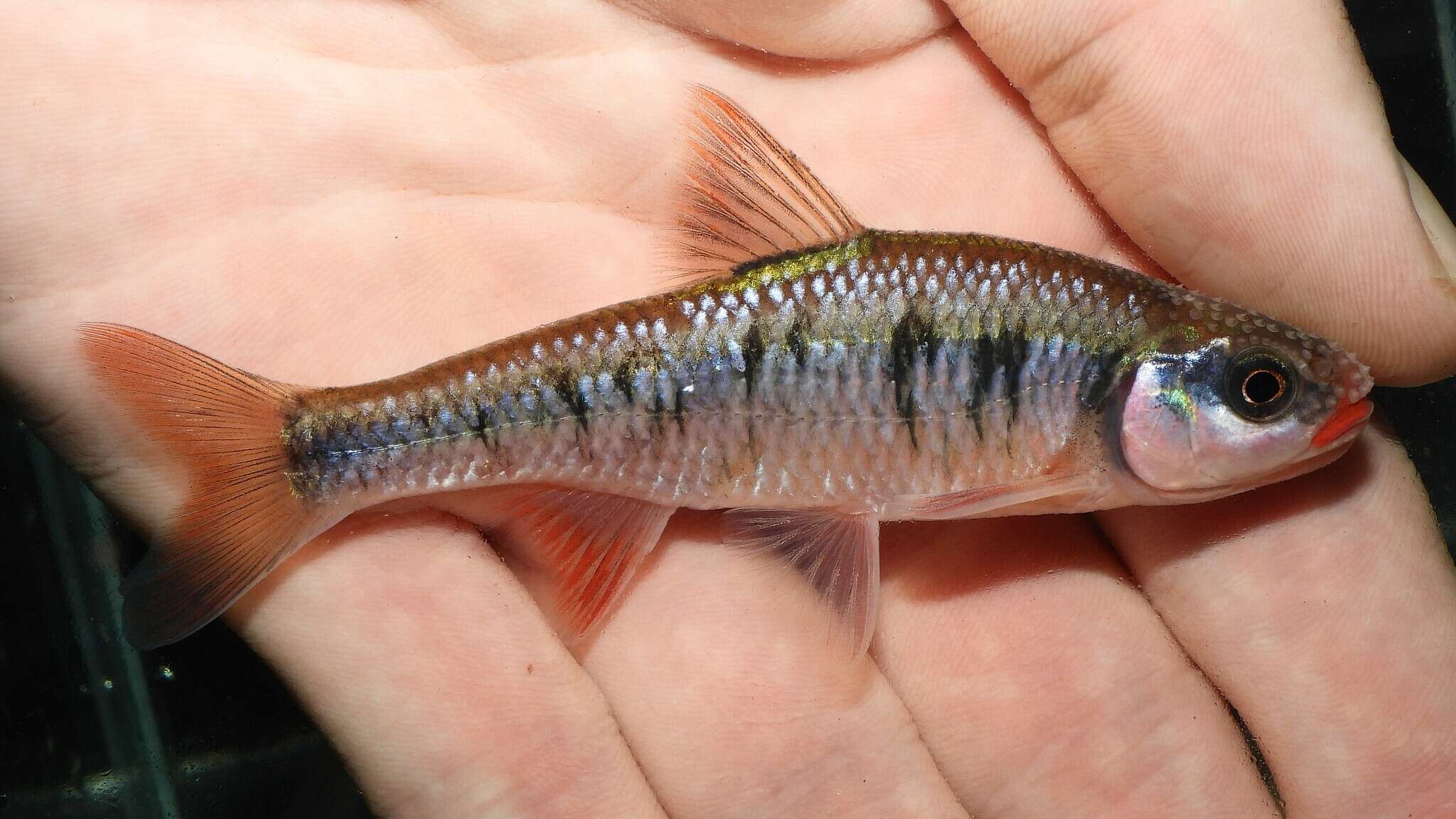 Image of Crescent Shiner