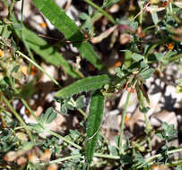 Imagem de Anchusa crispa Viv.