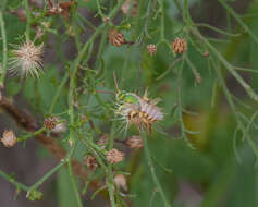 Слика од Agapostemon melliventris Cresson 1874