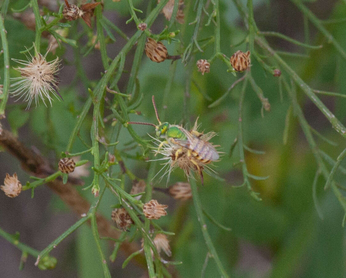 Agapostemon melliventris Cresson 1874的圖片