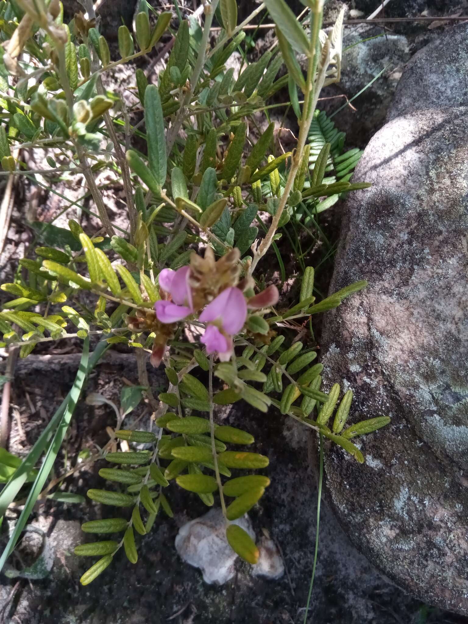 Image of Mundulea barclayi (Hook.) Du Puy