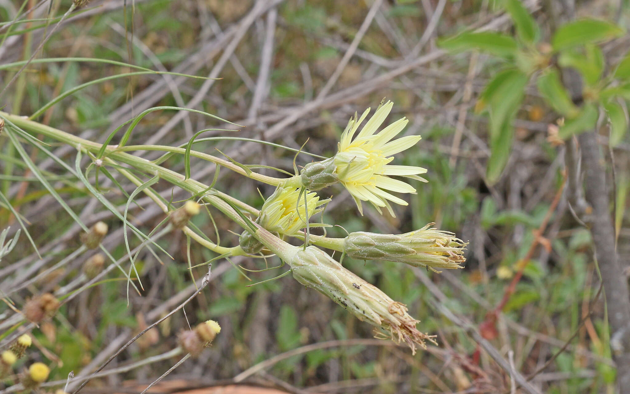 Слика од Scorzonera angustifolia L.