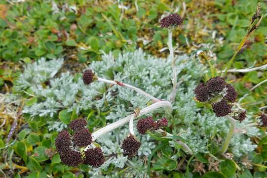 Imagem de Artemisia globularia Cham. ex Bess.