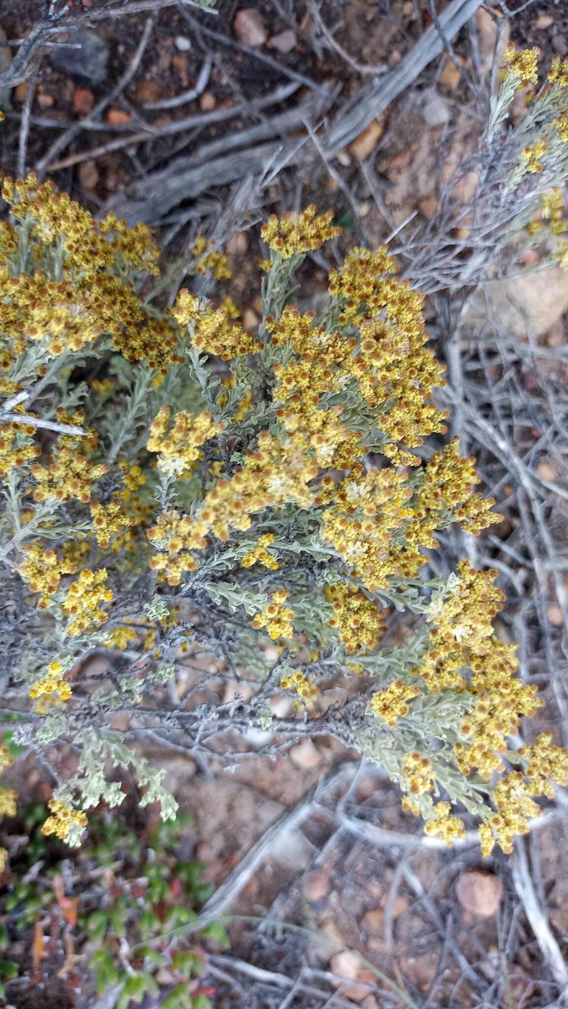 Image of Helichrysum excisum (Thunb.) Less.