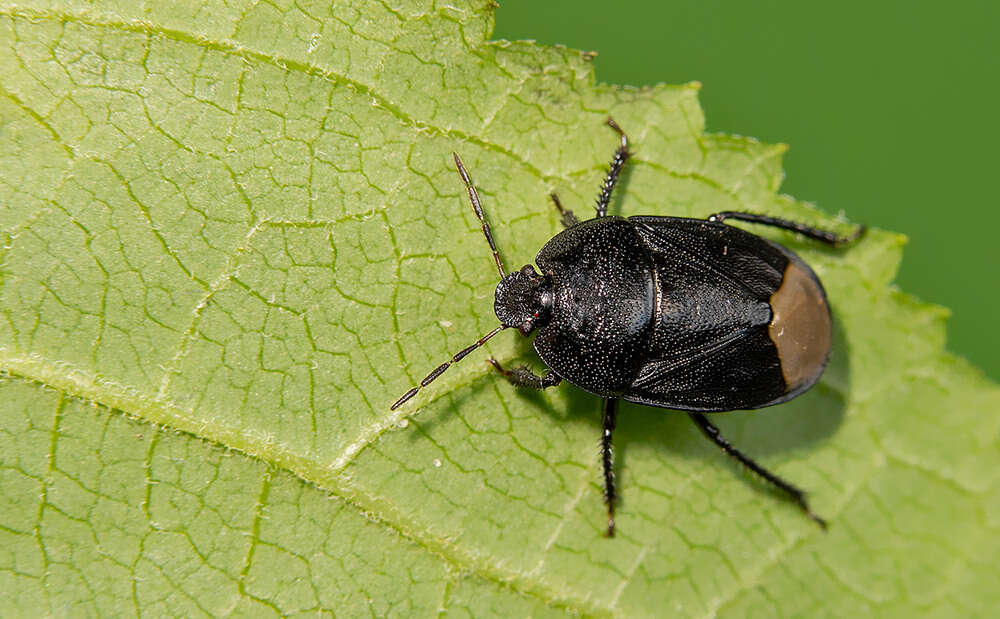 Слика од Sehirus morio (Linnaeus 1761)