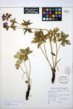Image of sticky purple geranium