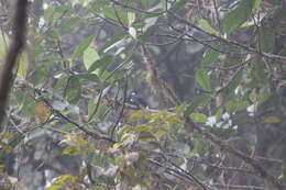 Image of Black Solitaire