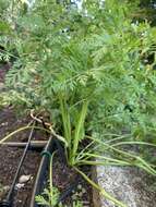 Imagem de Daucus carota subsp. sativus (Hoffm.) Schübl. & Martens