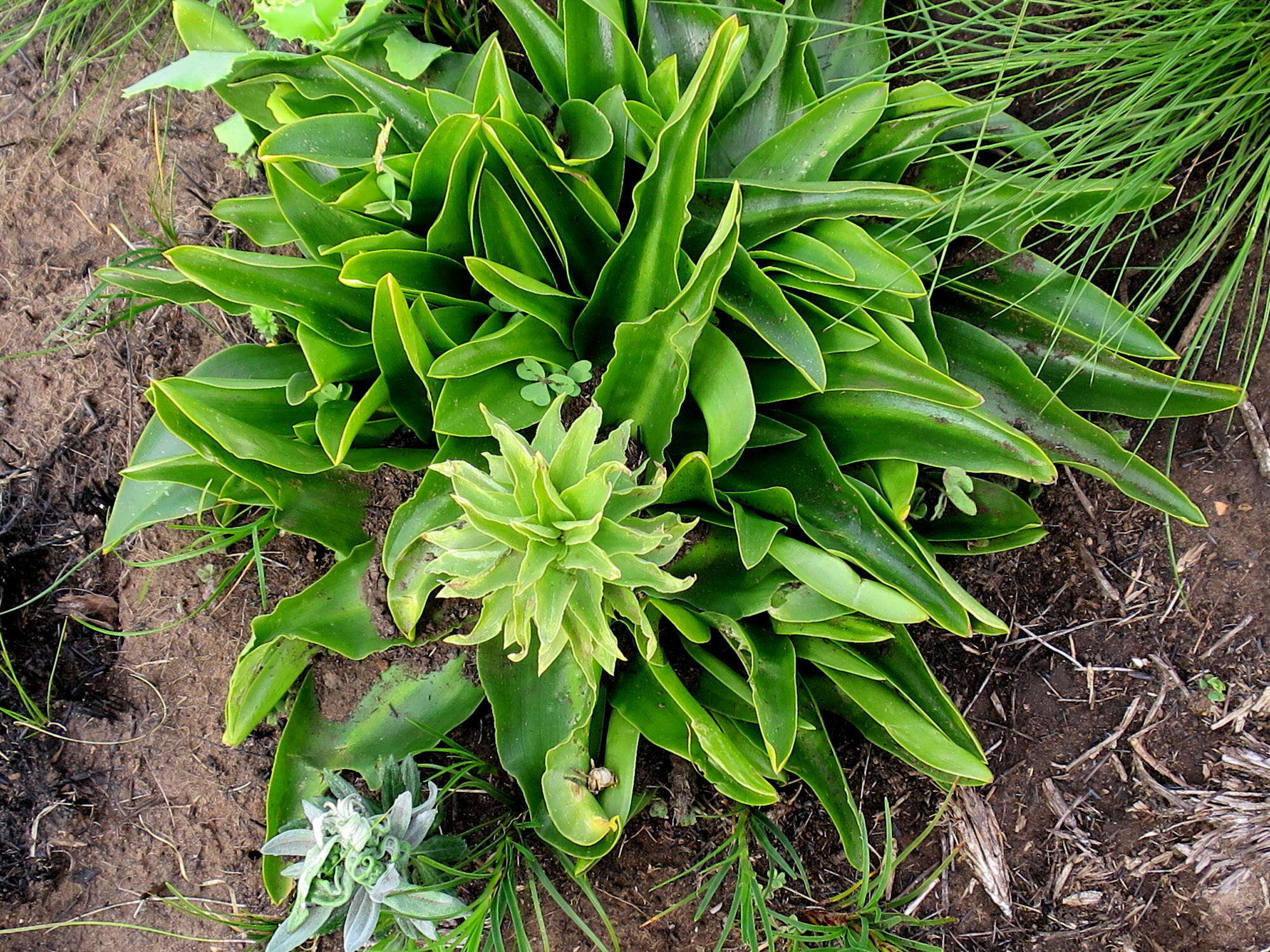 Imagem de Eucomis autumnalis subsp. autumnalis