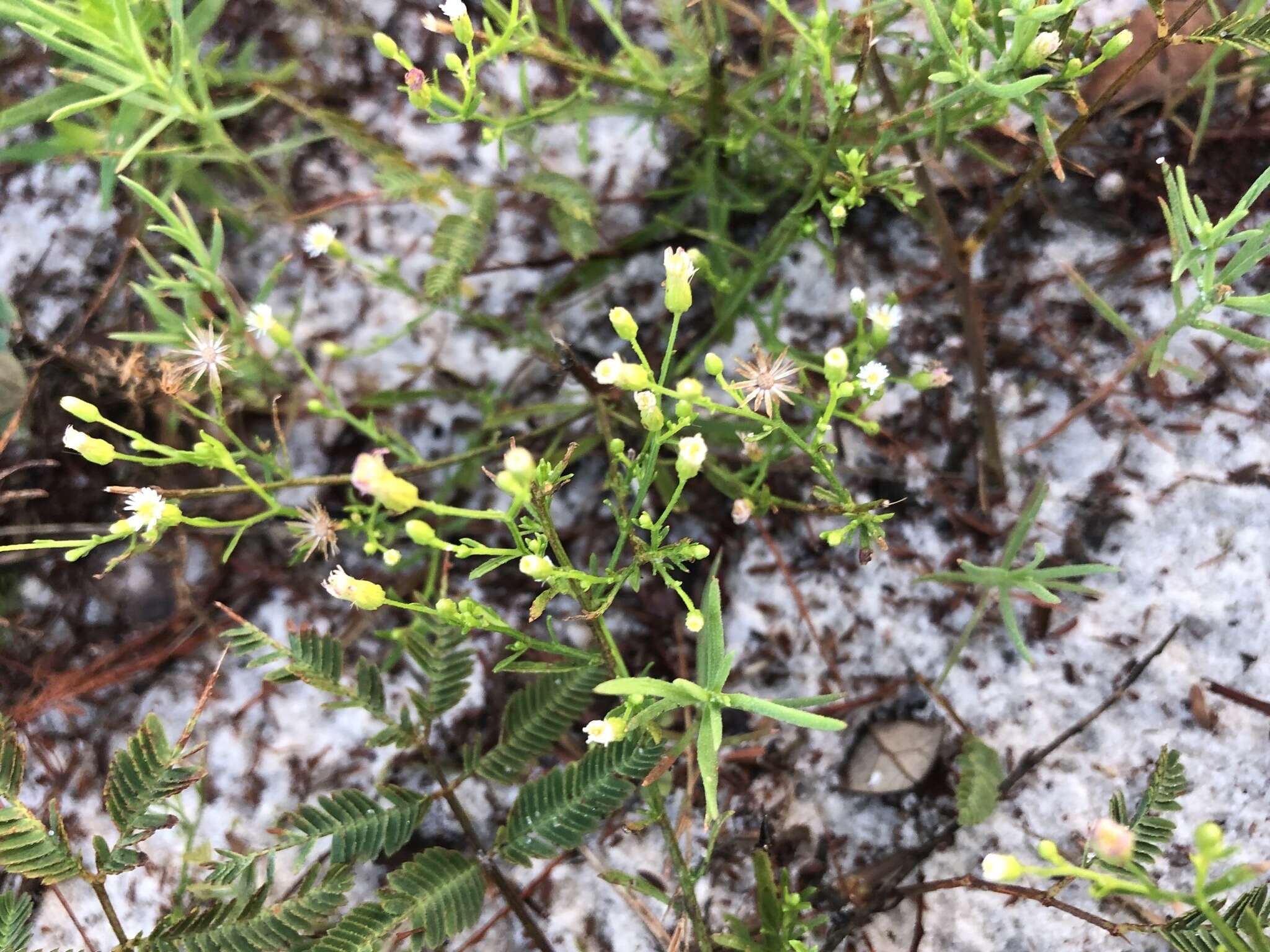 Image of Canadian Horseweed