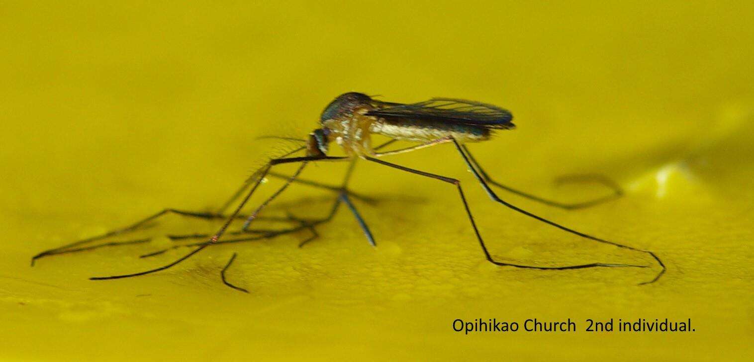 Image of Mosquito