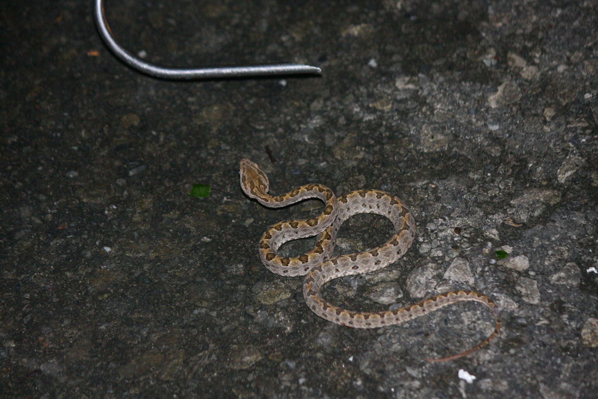 Image of Elegant pitviper