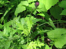 Image of Cirsium schantarense Trautv. & C. A. Mey.