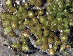 Image of acaulon moss