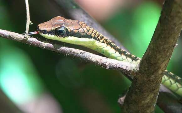 Image de Dendrelaphis kopsteini Vogel & Van Rooijen 2007