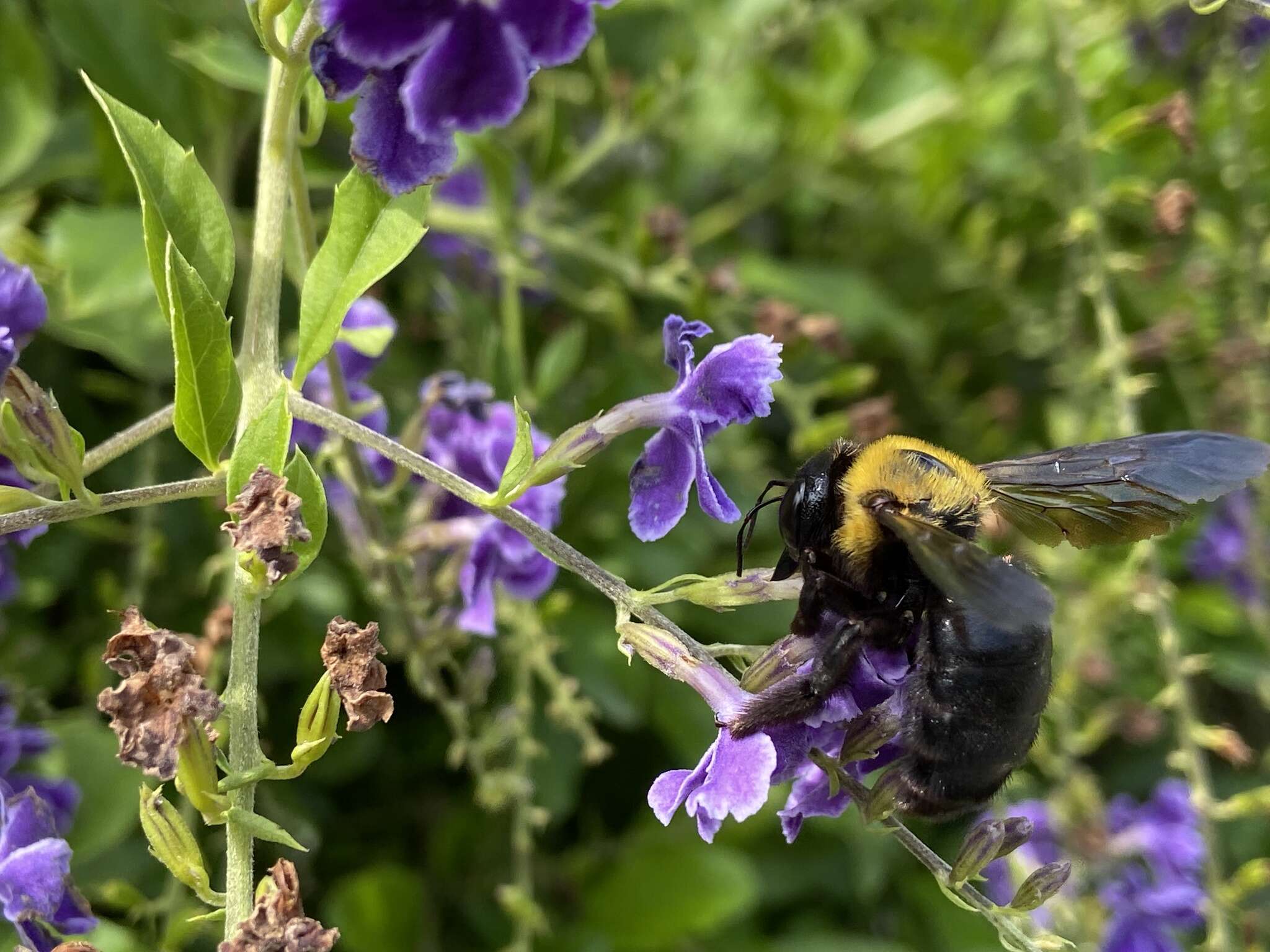 Imagem de Xylocopa appendiculata Smith 1852