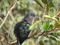 Image of Black-bellied Malkoha