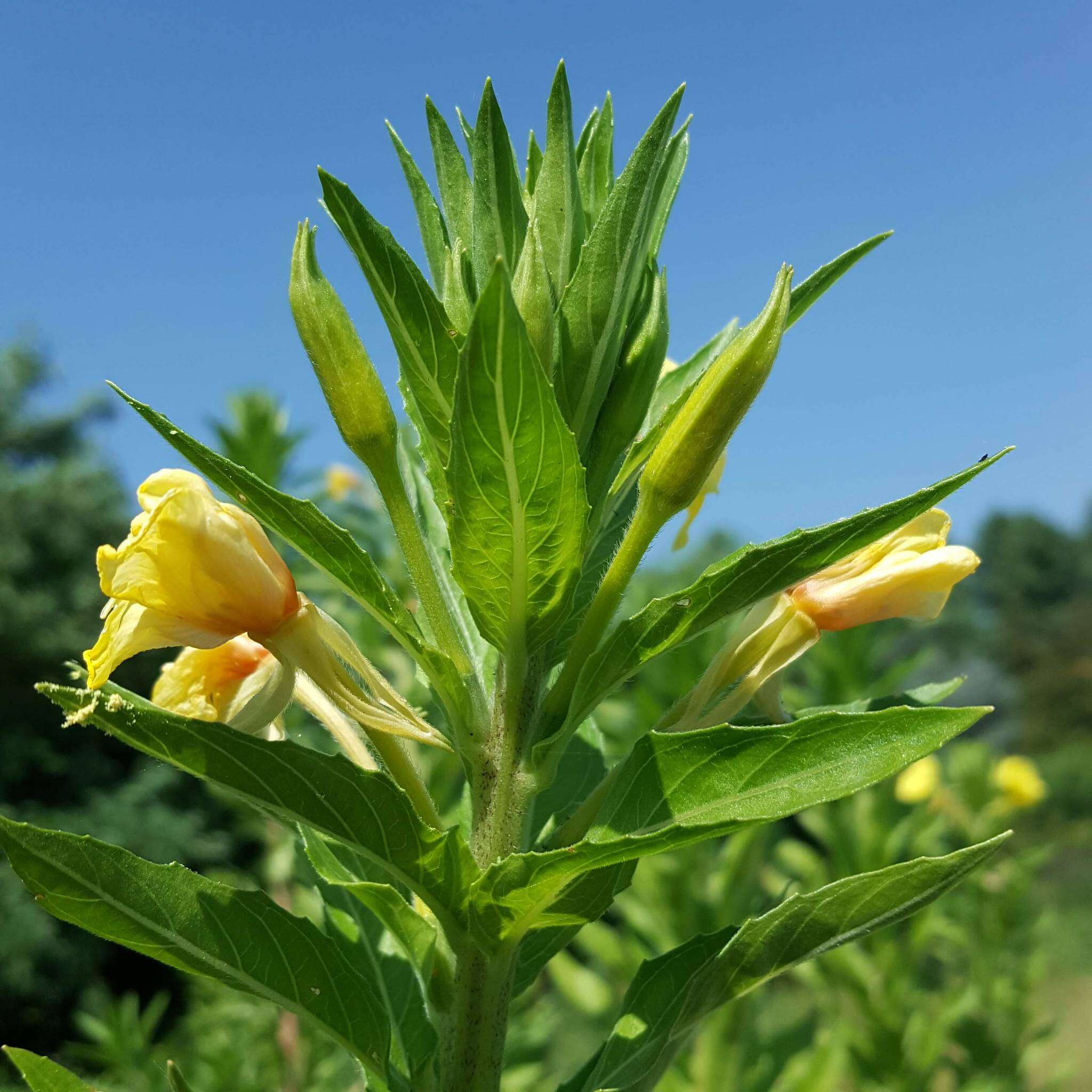 Image of common evening primrose